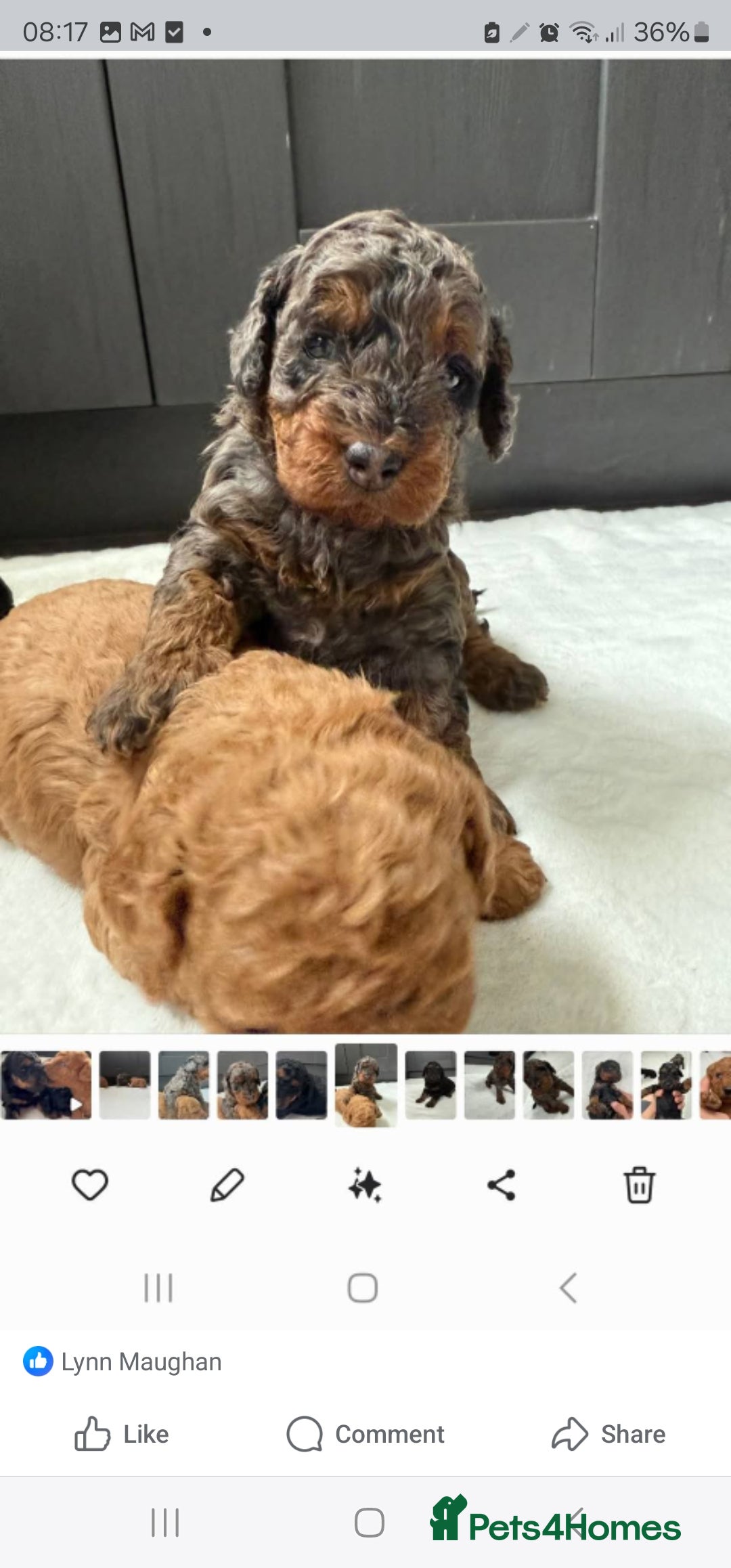 Cockapoo dogs for sale: F2 Cockapoo puppies for sale  - Image 20