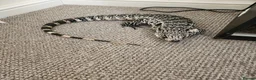 Monitor reptiles for sale: Blue Tegu in Newmarket - Advert 3