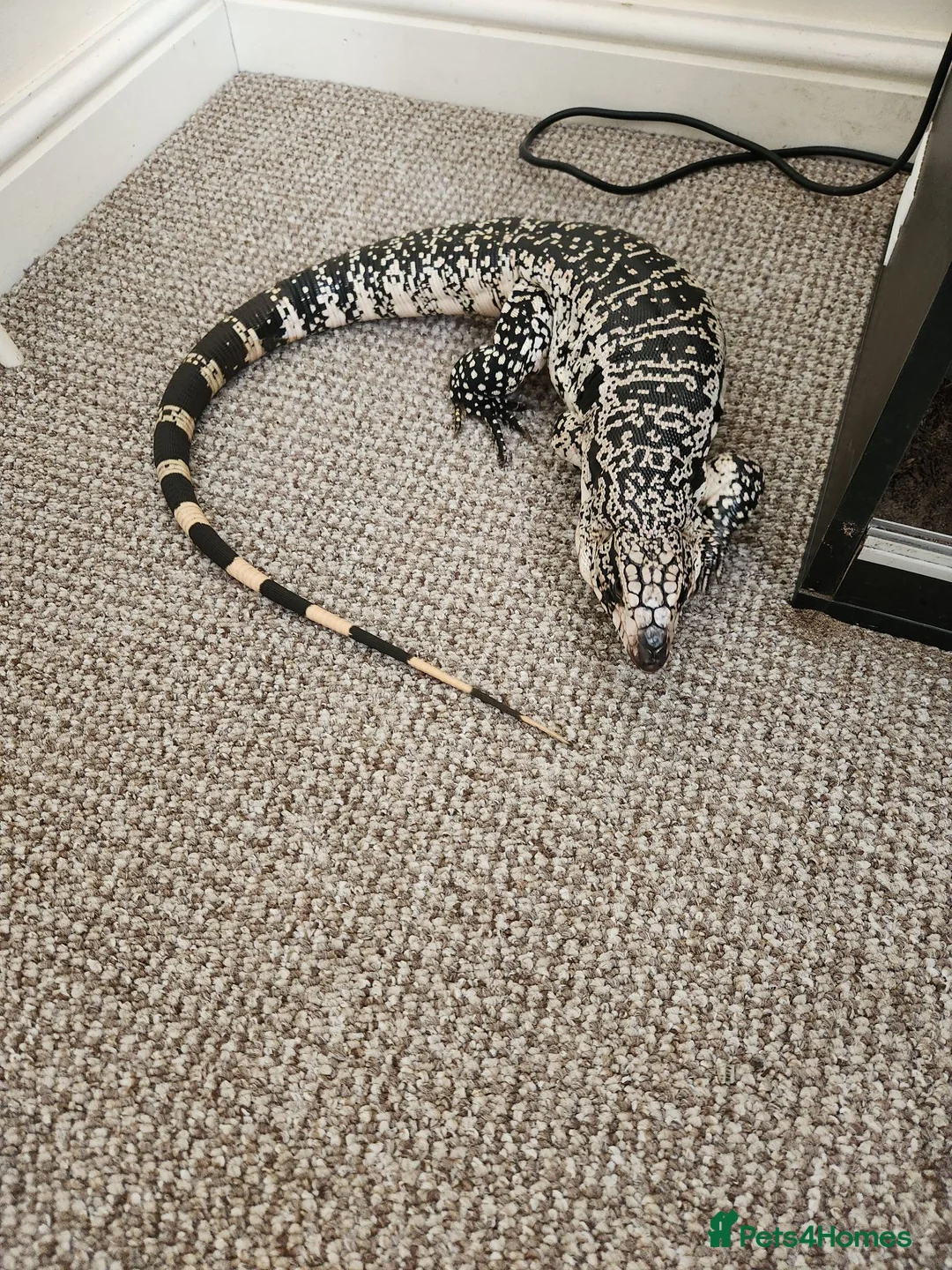 Monitor reptiles for sale: Blue Tegu in Newmarket - Advert 3