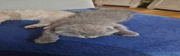 British Shorthair cats for sale: Last Scottish blue fold boy - Advert 2