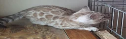 Bengal cats for sale: Bengals rare colours with clouded Leopard pattern - Advert 18