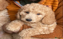 Labradoodle dogs for sale: Last two! Beautiful F3b Labradoodle Puppies - Image 27