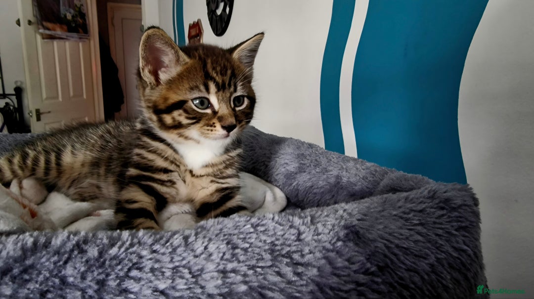Mixed Breed cats for sale: Three lovely kittens are looking for forever home - Image 12