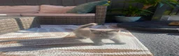 British Shorthair cats for sale: British short hair kittens for sale - Advert 3