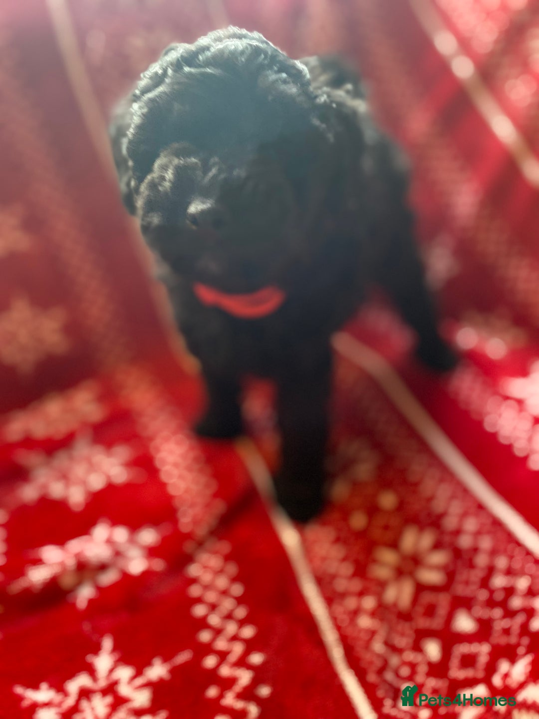 Toy Poodle dogs for sale: Reduced Remaining Toy poodle kc registered  - Advert 11