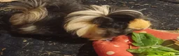 Guinea Pig rodents for sale: 2 guinea pigs free to a good home - Advert 2