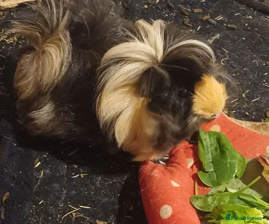 Guinea Pig rodents for sale: 2 guinea pigs free to a good home - Advert 2