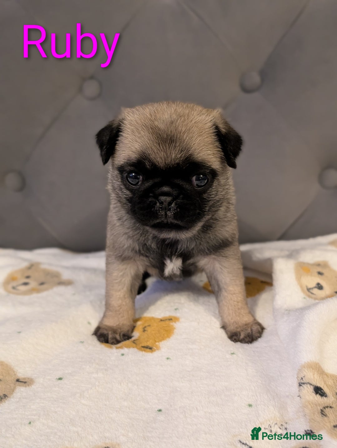 Pug dogs for sale: Pug Puppies - Image 10