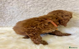 Goldendoodle dogs for sale: Outstanding Quality health tested Goldendoodles  - Image 17