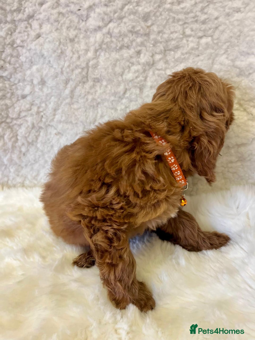 Goldendoodle dogs for sale: Outstanding Quality health tested Goldendoodles  - Image 17