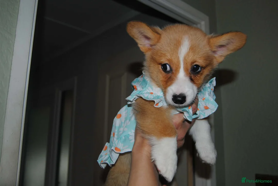 Welsh Corgi Pembroke dogs for sale: Are Beautiful Girls Storm/Darling/Petal - Advert 7