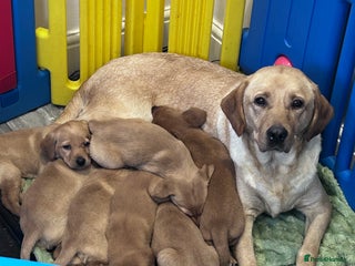 Labrador Retriever dogs - Advert 30