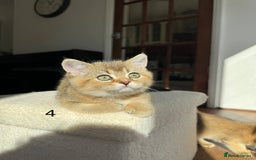 Scottish Fold cats for sale: ✨ Gorgeous Playful Kittens Ready Now ✨ - Image 13