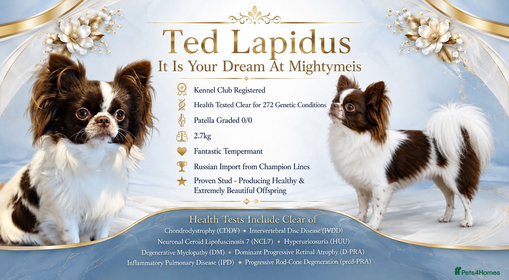 Chihuahua dogs KC reg-Heath Tested-Proven Stud - Advert 20
