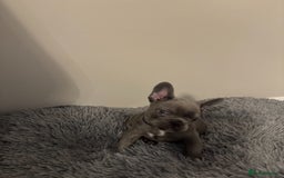 French Bulldog dogs for sale: French Blue Bulldog  - Image 3