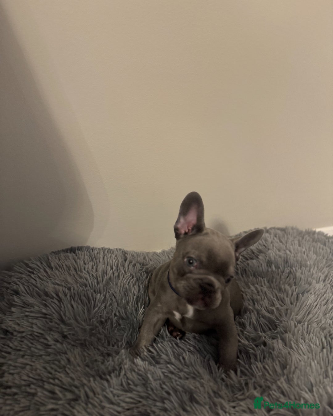 French Bulldog dogs for sale: French Blue Bulldog  - Image 3