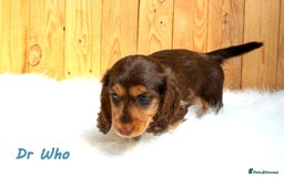 Miniature Dachshund dogs for sale: KC Health tested Licensed breeder 12 years exp - Image 28