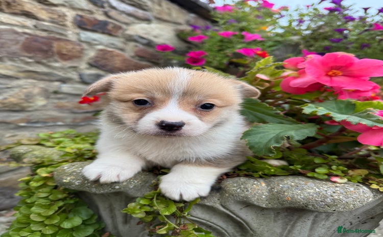 Welsh Corgi Pembroke dogs - Advert 4