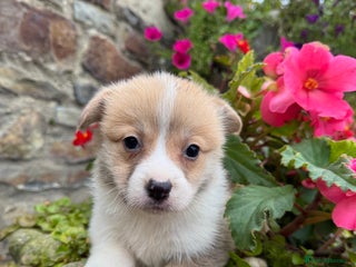 Welsh Corgi Pembroke dogs - Advert 3