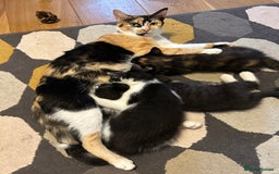 Mixed Breed cats for sale: 2 kittens for sale. - Image 3