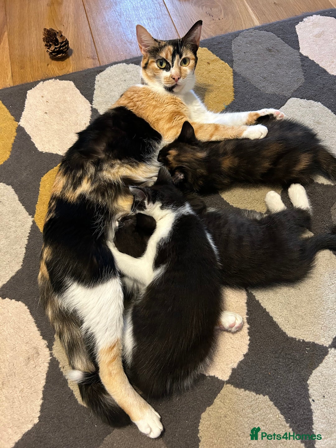Mixed Breed cats for sale: 2 kittens for sale. - Image 3