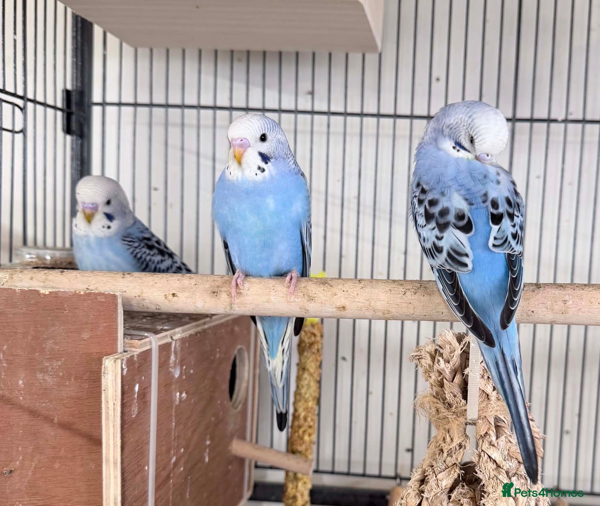Budgerigars birds 3 blue / violet budgies for sale  - Advert 1