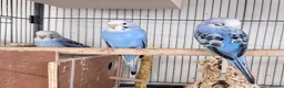 Budgerigars birds for sale: 3 blue / violet budgies for sale  - Advert 1