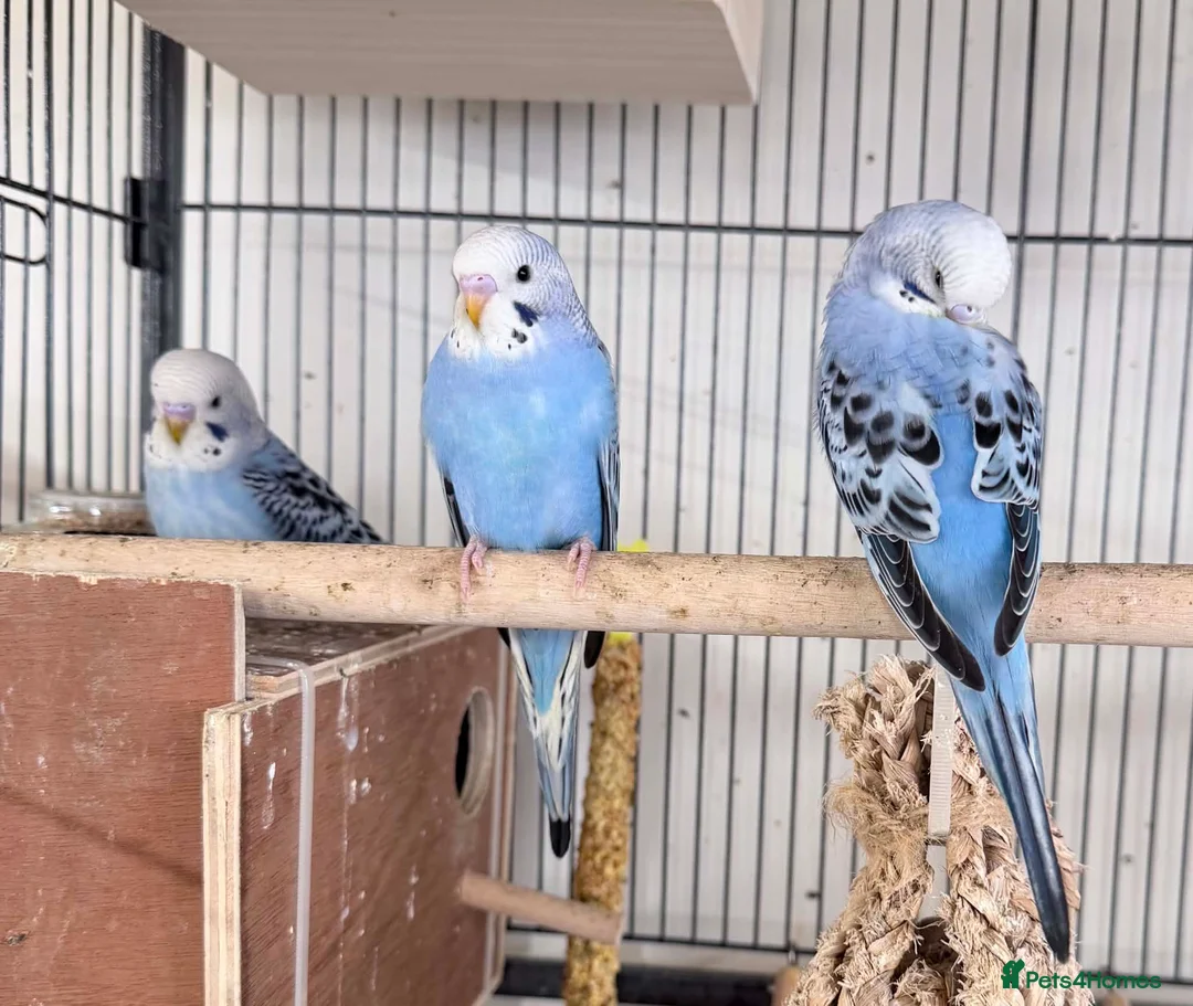 Budgerigars birds for sale: 3 blue / violet budgies for sale  - Advert 1