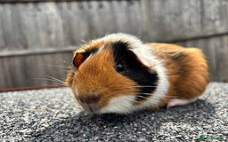 Guinea Pig rodents for sale: Gorgeous little boy guinea pig - Image 3