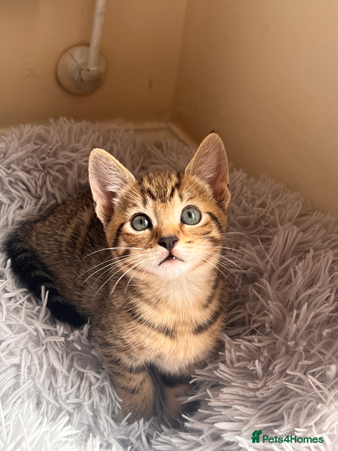 Toyger cats for sale: Adorable kitten  - Image 25