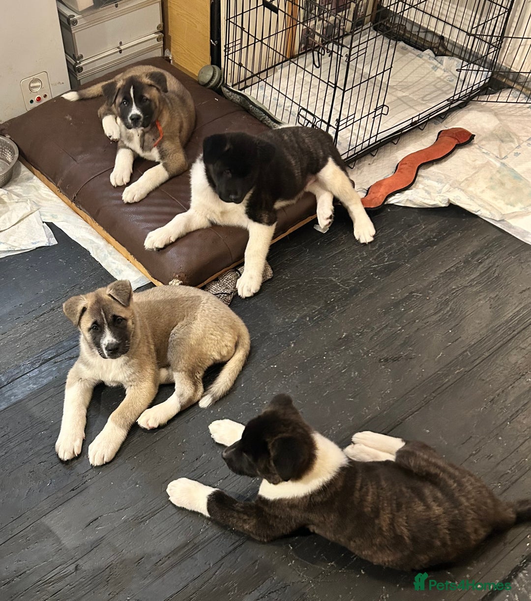 Akita dogs for sale: Akita Puppies for Sale - Advert 10