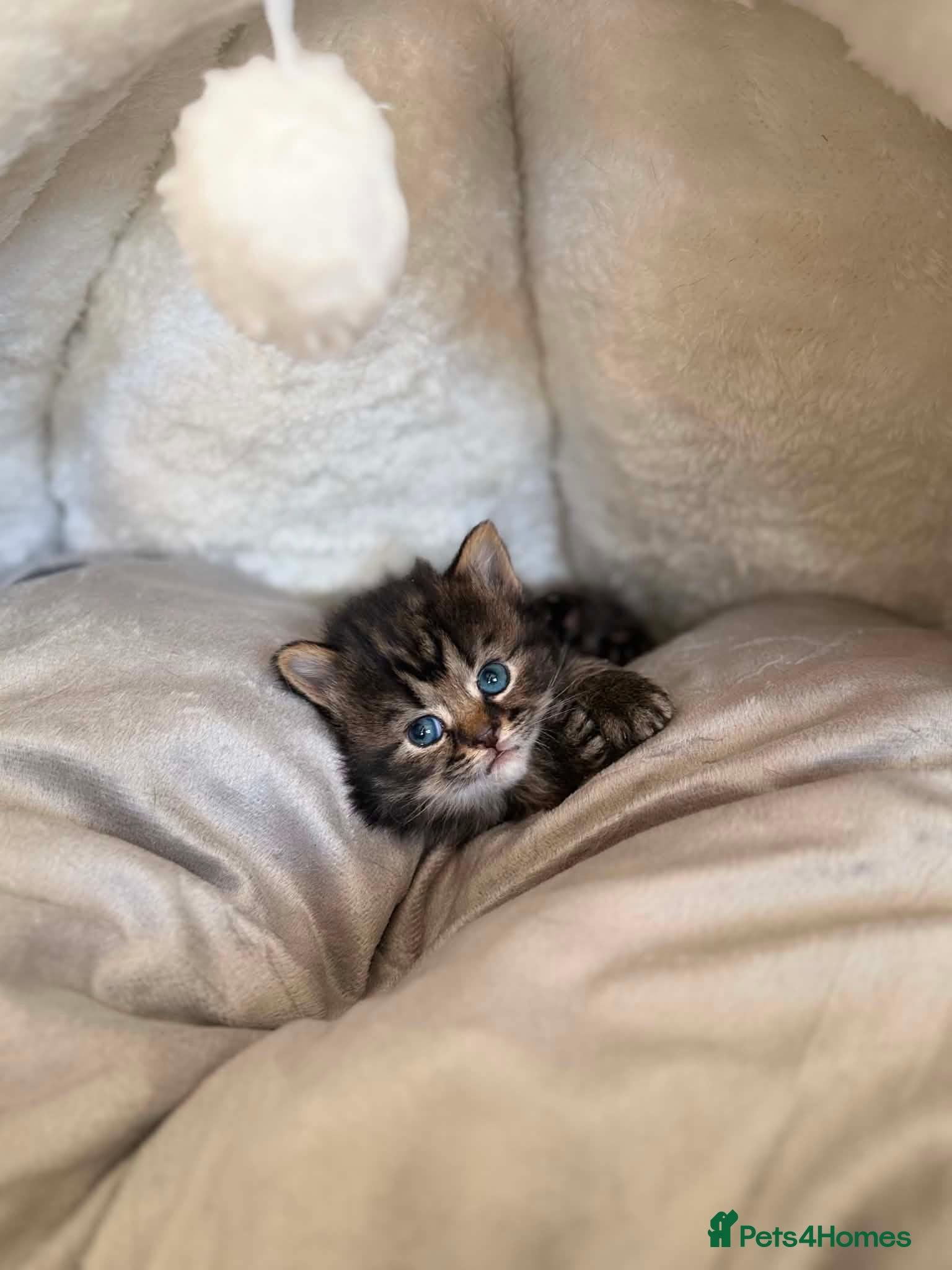 Mixed Breed cats for sale: 3 Little kittens  in Basildon - Advert 3