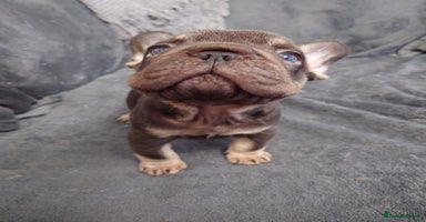 French Bulldog dogs - Advert 11