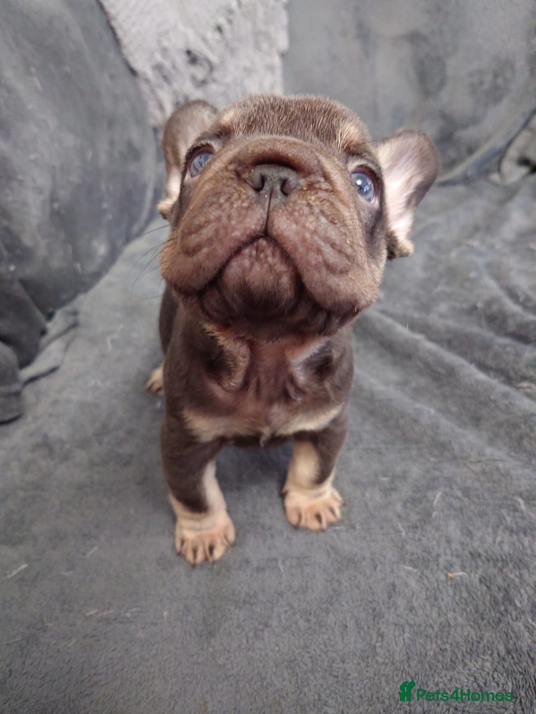 French Bulldog dogs for sale: 4 Beautiful french bulldog puppies  - Image 3