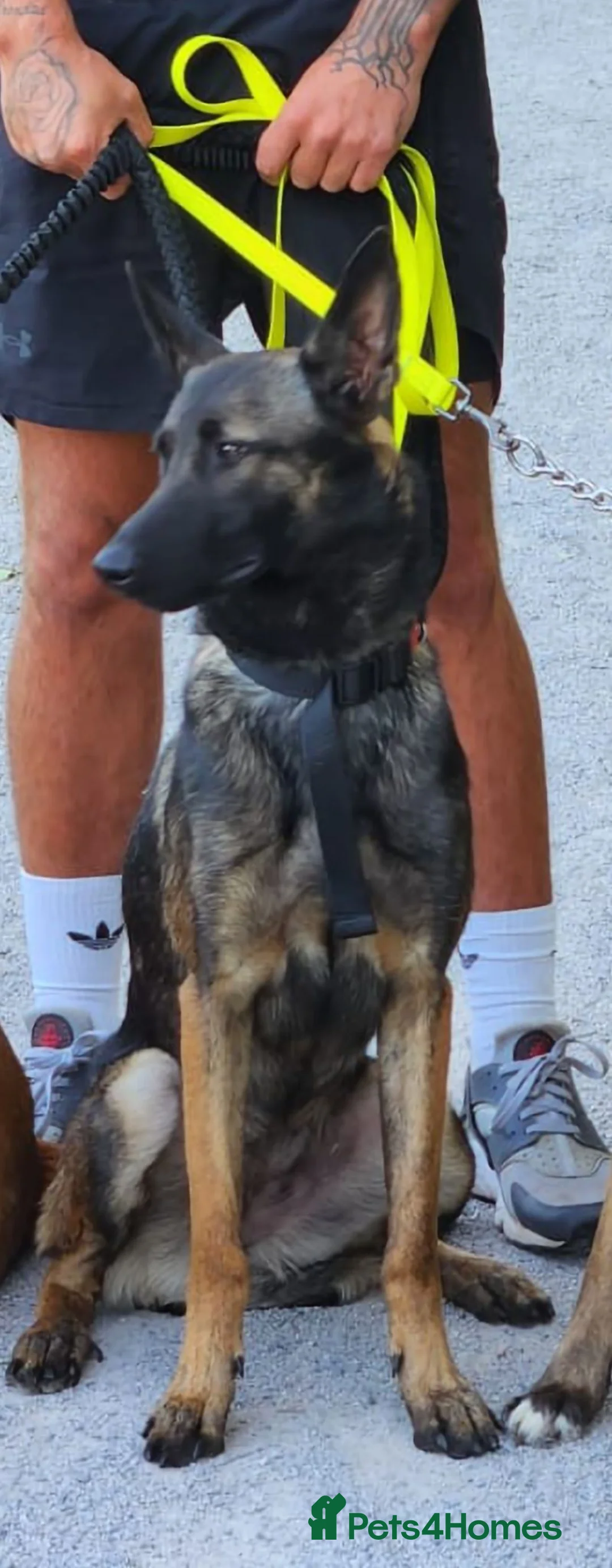 Mixed Breed dogs for sale: Luna Female Belgium Malinous cross Akita - Advert 2