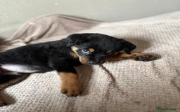 Rottweiler dogs for sale: Rottweiler pup for sale - Advert 1