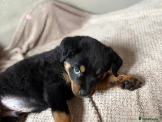 Rottweiler dogs for sale: Rottweiler pup for sale - Advert 1