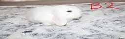 Mini Lop rabbits for sale: Stunning Mini Lop Babies - Advert 8