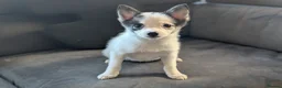 Pomsky dogs for sale: Stunning F3 Pomsky Puppies! - Advert 6