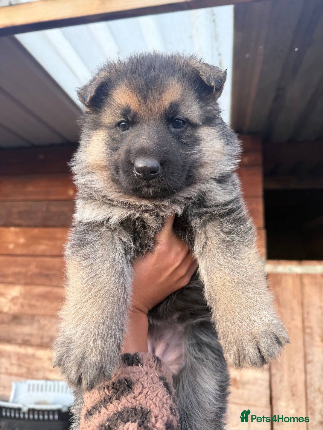 German Shepherd dogs for sale: Beautiful German shepherd pups available  - Advert 2