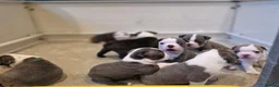 Boston Terrier dogs for sale: Health-Tested KC Registered Boston Terrier Puppies in Salford - Advert 17
