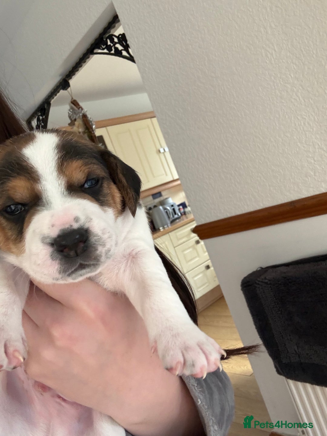 Mixed Breed dogs for sale: Beagle x Parson Russell Terrier Puppies - Advert 4
