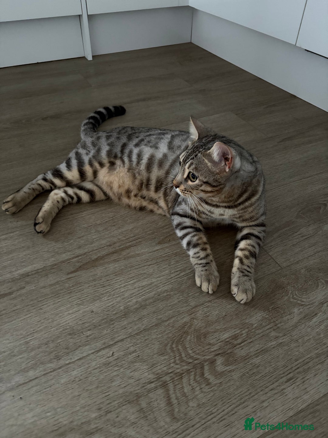 Bengal cats for sale: Loving Home Wanted for Male Bengal – Theo  - Advert 2