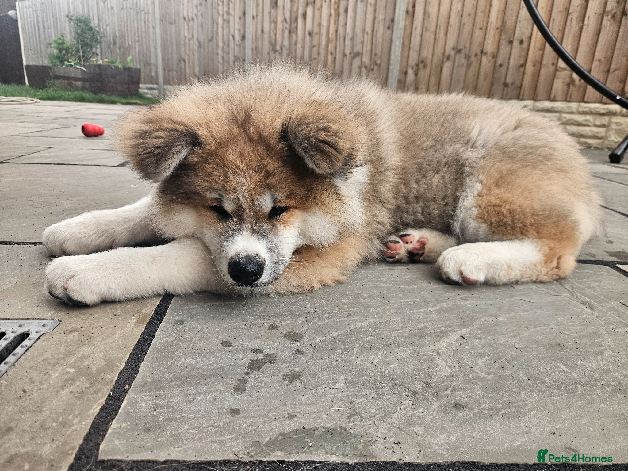 Japanese Akita Inu dogs for sale: RKC Registered Long-Coat Female - Advert 6