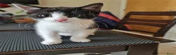 Mixed Breed cats for sale: ***Black and white Male kitten for sale*** - Advert 1