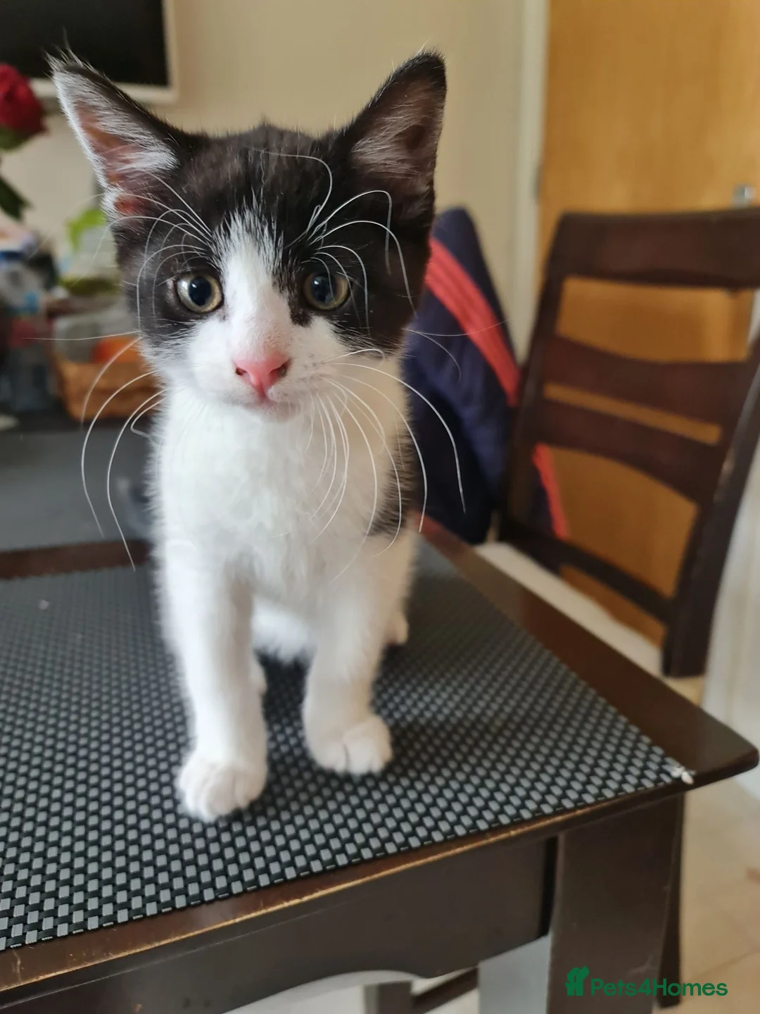 Mixed Breed cats for sale: ***Black and white Male kitten for sale*** - Advert 1
