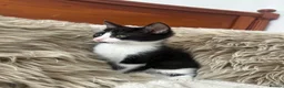 Mixed Breed cats for sale: Maincoon/tabby kittens 🐈‍⬛❤️ - Advert 8