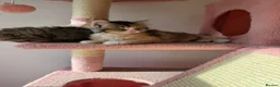 British Longhair cats for sale: Looking for a lovely home!!!!! READY TO COLLECT  - Advert 7