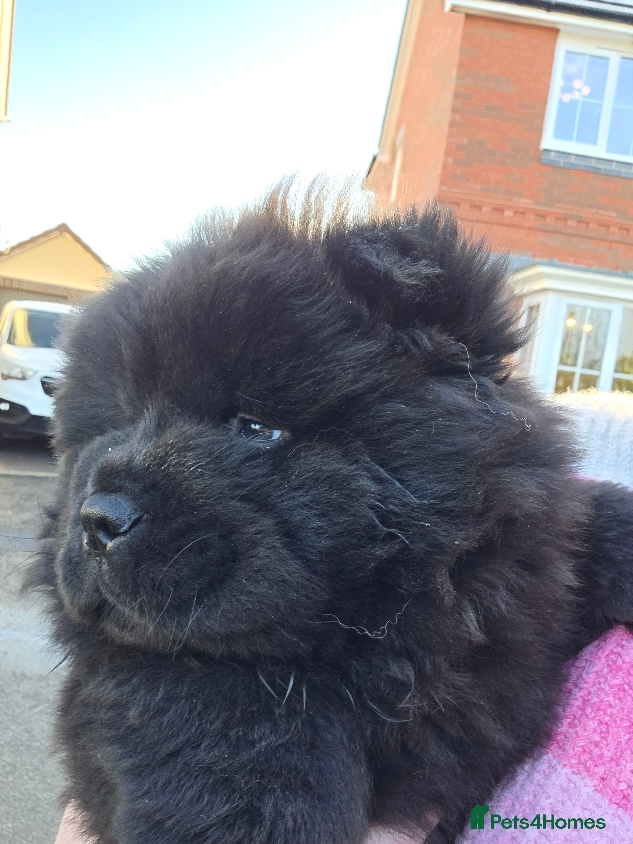 Chow Chow dogs Stunning KC Black Chow Chow Puppy - Advert 6