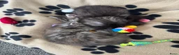 Maine Coon cats for sale: Stunning litter of 7 Maine coons!  - Advert 24